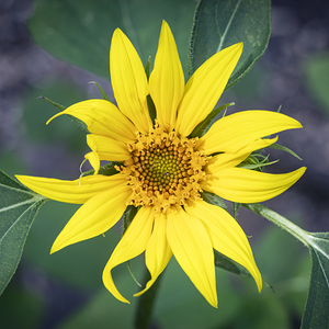 Happy Sunflowers Helianthus Abstract X134 