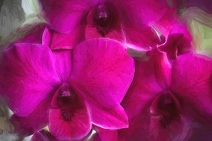 Purple Dendrobium Orchids X2 2
