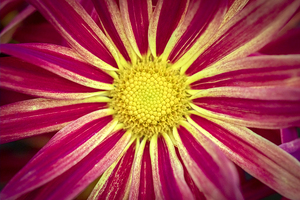 Common Indian Blanket Flower X2 1
