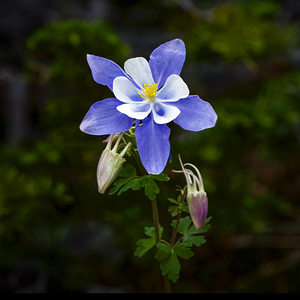 Blue Columbine Rocky Mountain National Park X 2