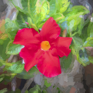 Red Mandevilla Flower Vine X13 2