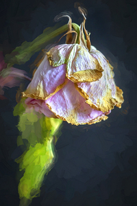 Wilted Dried Red Roses X2 13
