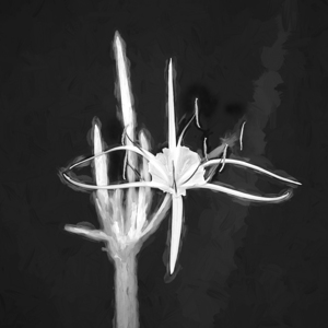 White Spider Lilies X13 1