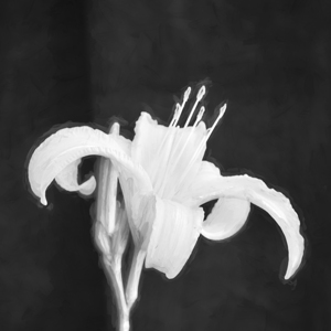 Daylily Hemerocallis Stella de Oro X4 2