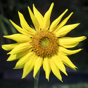 Happy Sunflowers Helianthus Abstract X140  3