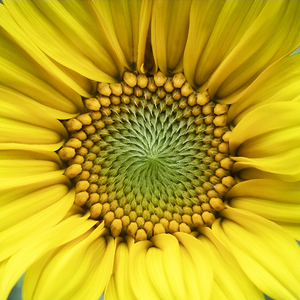 Happy Sunflowers Helianthus Abstract X21  2