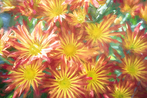 Common Indian Blanket Flower X122 1