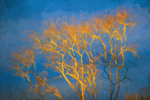 Sunlit Tree Wintertime X104