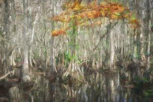 Cypress Trees and Ferns X102