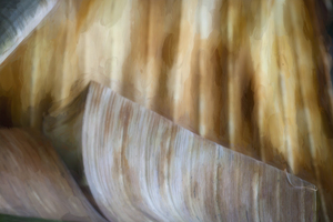 Winter Damage Split Philodendron Leaf X103