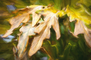 Winter Damage Split Philodendron Leaf X106