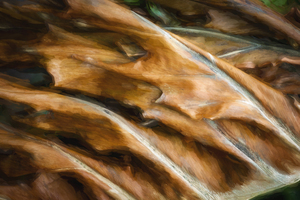 Winter Damage Split Philodendron Leaf X100