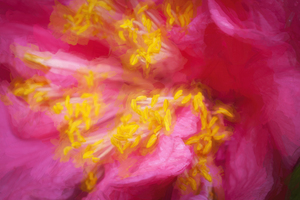 Shy Camellia Japonica X100