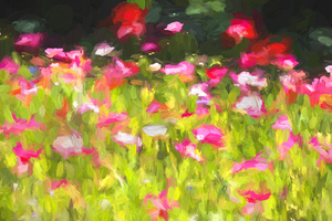 California Poppies Painted X100