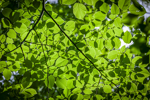 American Basswood Tree X102