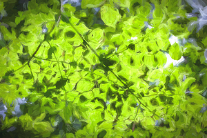 Green Leaves Overhead Macro Abstract  X100
