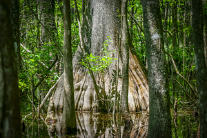 Old Growth Cypress Cypress Knees Highland Hammock X103