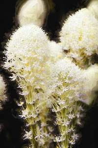 Bear Grass Flowers Glacier National Park X109