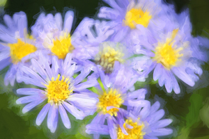 Western Daisies Asters Glacier National Park X108