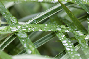 Rain Drops on Grasses X100