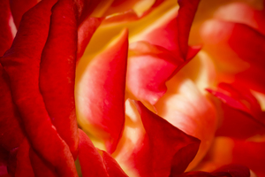 Maggies Rose X100