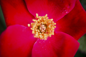  Red Knockout Rose X101