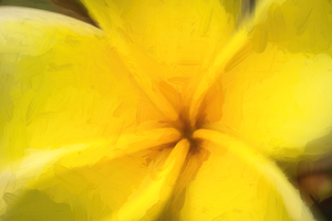 Plumeria Frangipani Hawaiian Flower X100