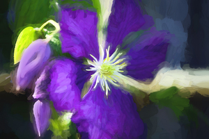 Clematis Bloom Not Shy X100