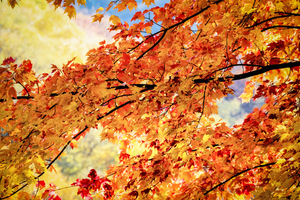 Red Maple Leaves Fall Foliage Great Smoky Mountains X100