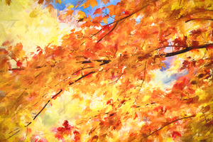 Red Maple LeavesFall Foliage Great Smoky Mountains X101