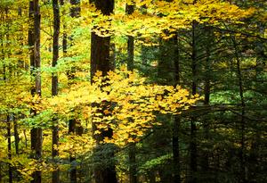 Fall Foliage Great Smoky Mountains X102