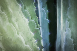 California Agave X102