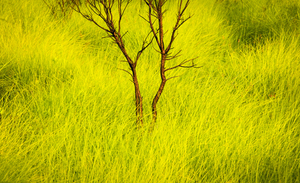 Burnt Tree Green Grass Merritt Island National Wildlife Refuge X100