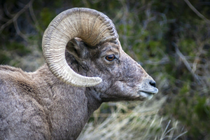 Rocky Mountain Bighorn Sheep X100 2