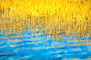 Blue Waters Golden Grass Merritt Island National Wildlife Refuge X100