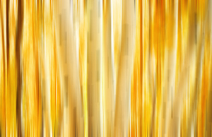 Golden Aspens Utah X100