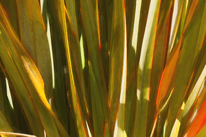 Cali Leaves Agave Dracena X100