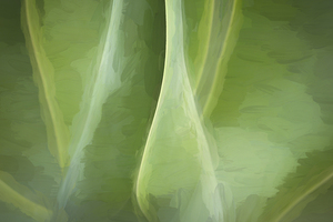 Agave Leaves Abstract X1 3