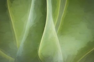 California Agave X103