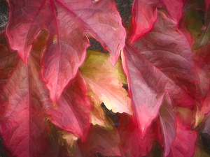 Red Vine Leaves Stone Wall Abstract X1 2
