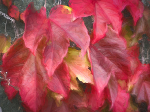 Red Vine Leaves Stone Wall Abstract X1 5