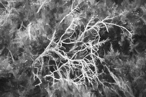 Juniper Tree Berries X100