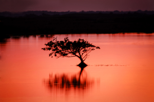 Red Mangrove Sunset X101