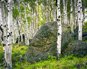 Aspen Stand Boulder Utah X101