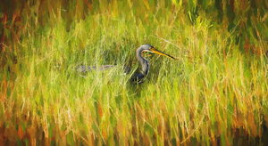 Tricolored Heron Focused X100