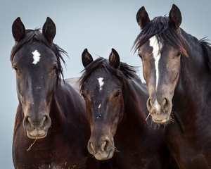 Wild Mustangs Wyoming X104