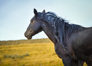 Black Stallion Wild Mustang X103