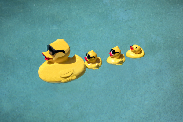 Family of Yellow Rubber Duckies X1 2 Print