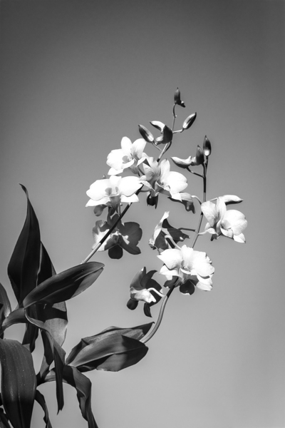 Purple Dendrobium Orchids X12 1 Print