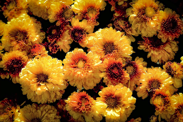 Mums the Word Chrysanthemum X101 Print
